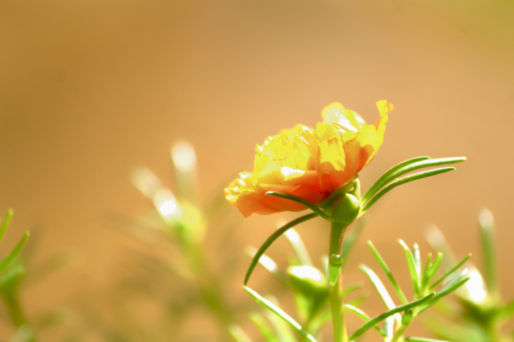 Sunset captured in petals.. portraits photograph by Maahir Garg.