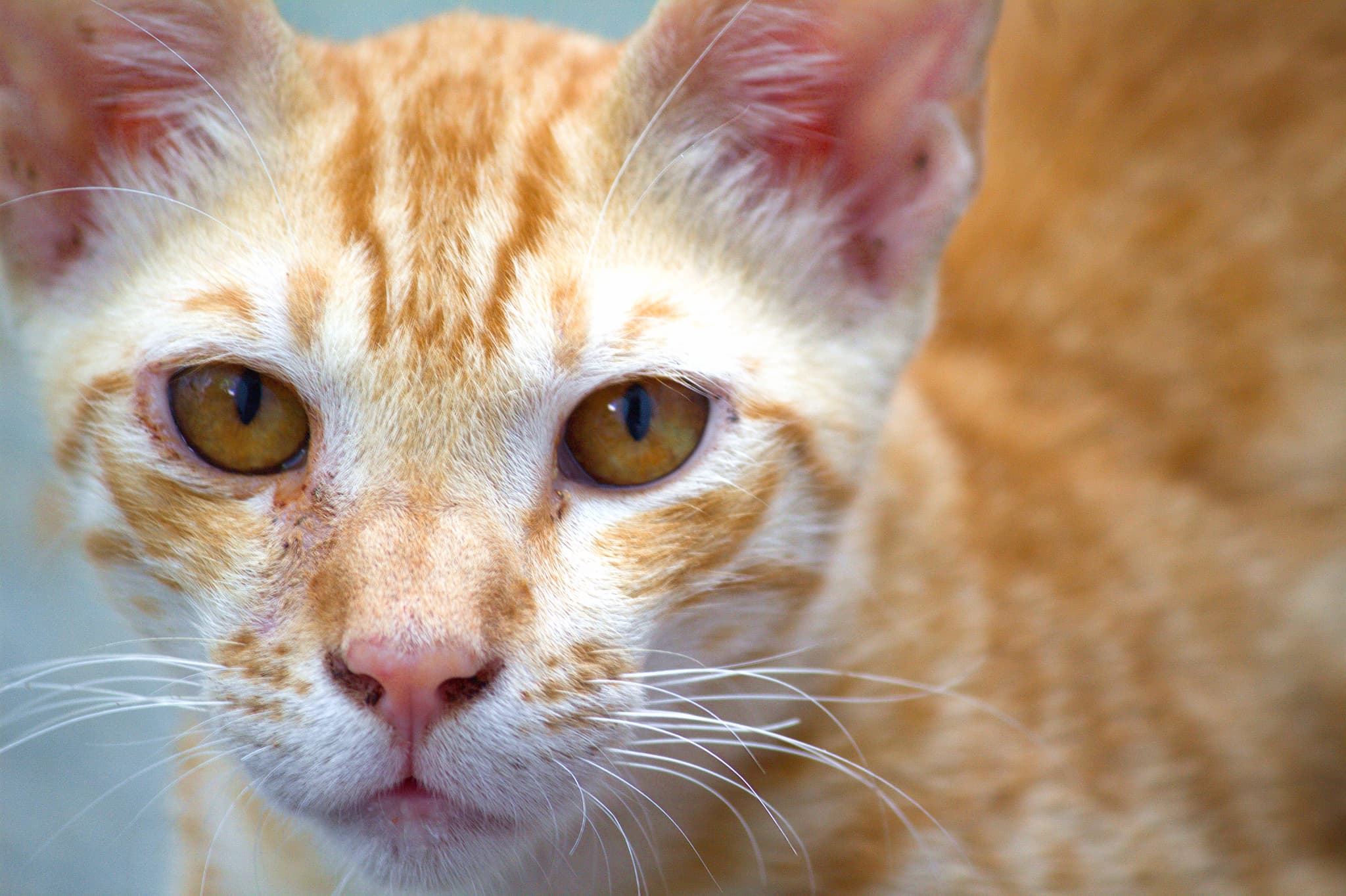 Ginger fur full of attitude.. portraits photograph by Maahir Garg.