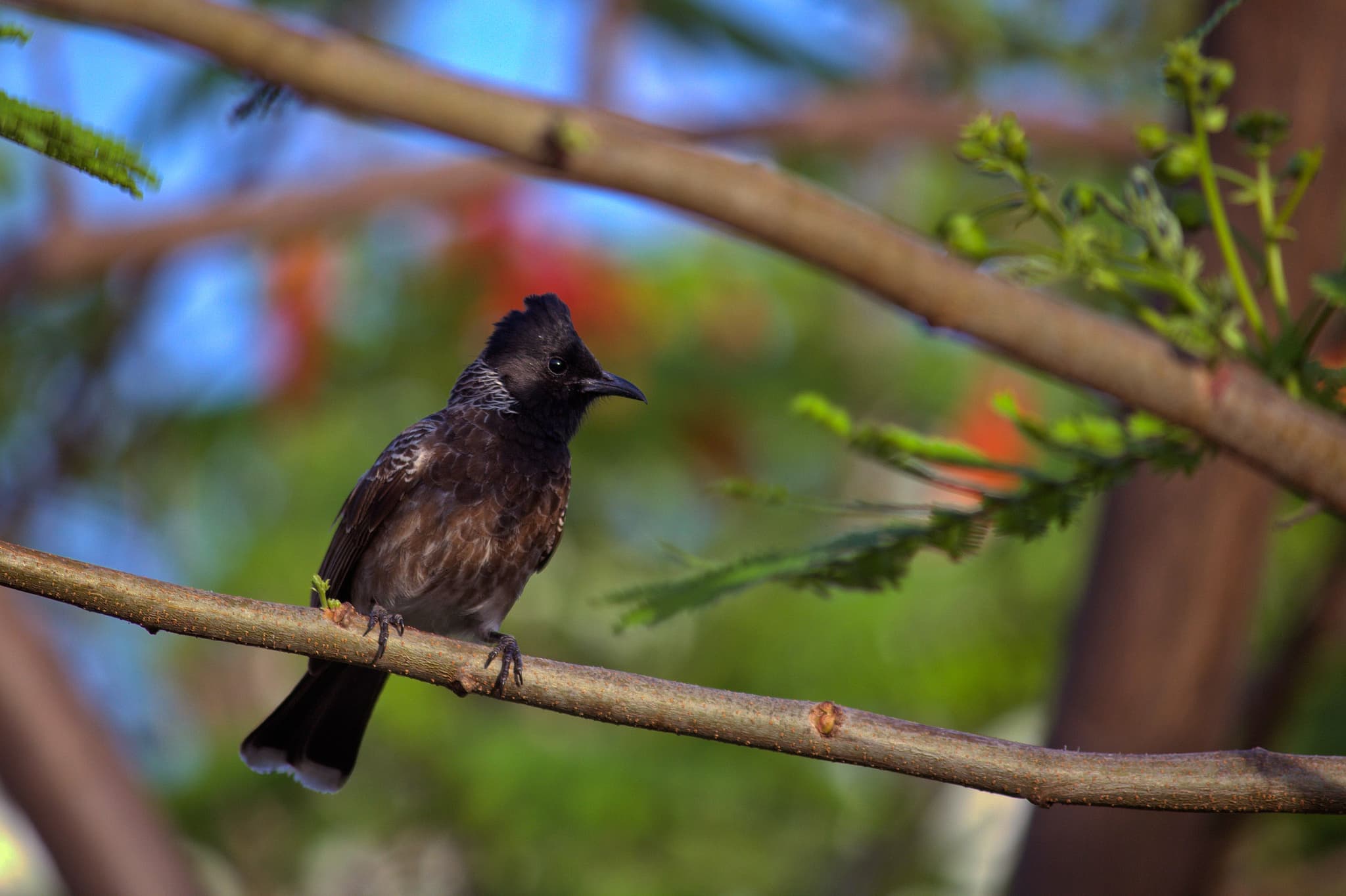 A quiet moment up high.. portraits photograph by Maahir Garg.